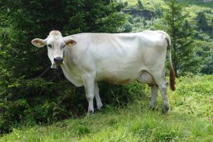 Jongl. Lady LL 80000